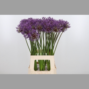 Allium Powder