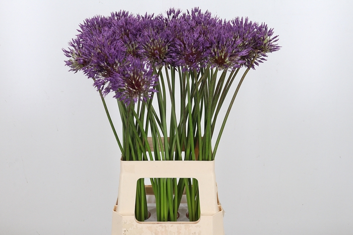 <h4>Allium Powder</h4>