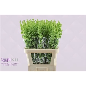 MOLUCCELLA STUK