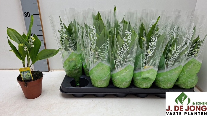 <h4>CONVALLARIA MAJALIS</h4>