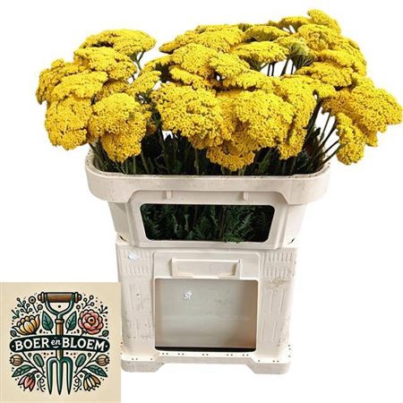 <h4>Achil F Park Variety</h4>