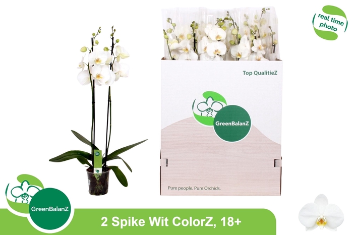 <h4>PHAL OV WIT</h4>