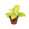 PHILODENDRON IMPERIAL GOLDEN P24