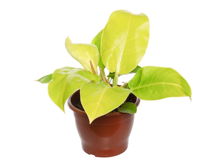 PHILODENDRON IMPERIAL GOLDEN P24