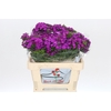 Dianthus Br Amazon Neon Purple