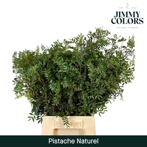 Pistache L50 Naturel