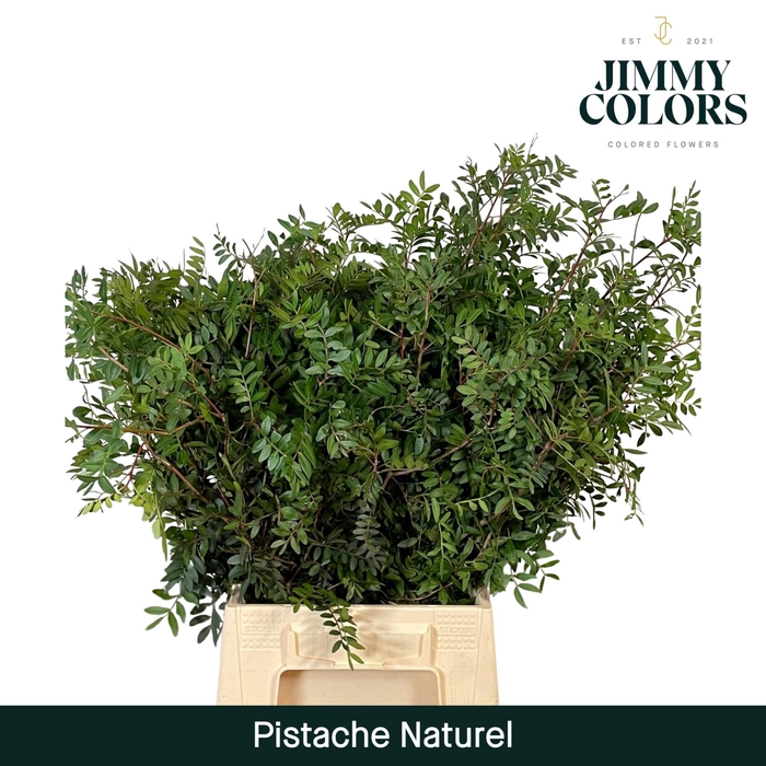<h4>Pistache L50 Naturel</h4>