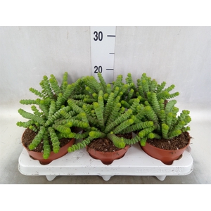 Crassula marnieriana