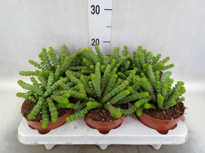 Crassula marnieriana