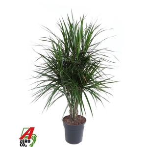 Dracaena marginata