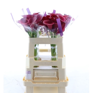 Calla Red Salsa
