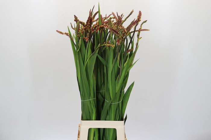 <h4>Chasmanthe Saturnus</h4>