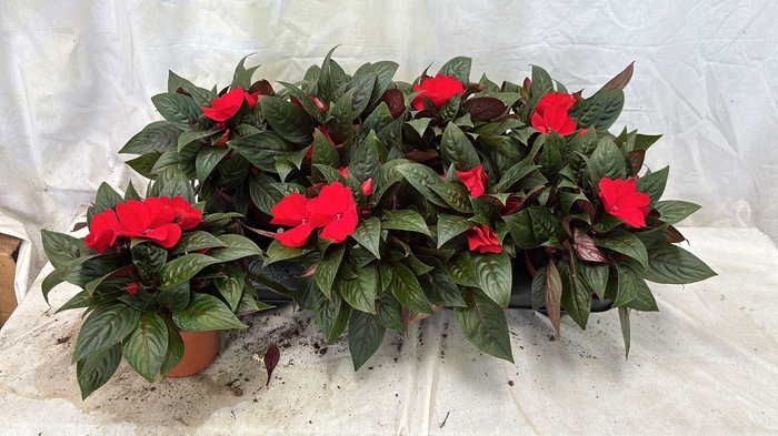 <h4>IMPAT NG OV</h4>