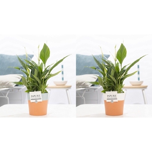 Spathiphyllum Korto in P&PURE Terra Cotta 4 ass. 2