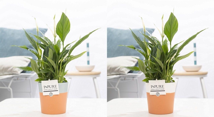 <h4>Spathiphyllum Korto in P&PURE Terra Cotta 4 ass. 2</h4>