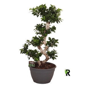 Ficus Mi Overig bonsai Ginseng 8-Type