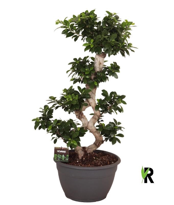 <h4>Ficus Mi Overig bonsai Ginseng 8-Type</h4>
