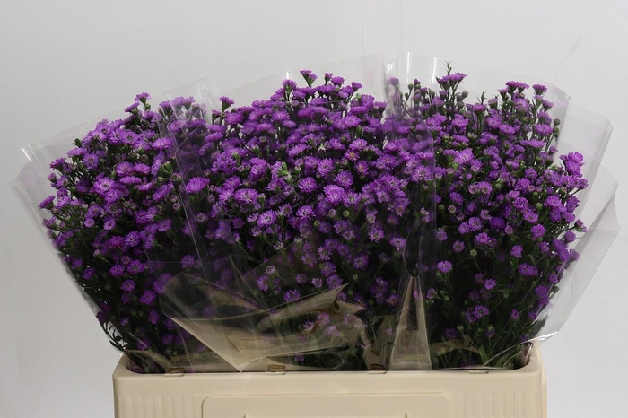 <h4>Aster Baby Pink</h4>