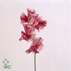 Lathyrus Misty Red