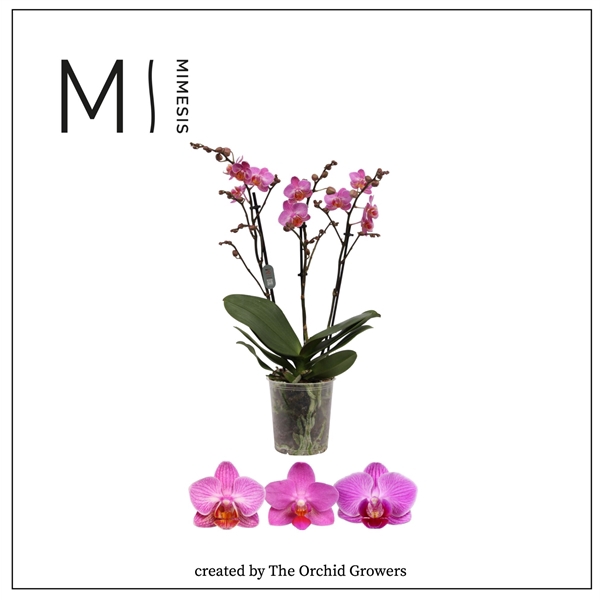 <h4>Mimesis Phal. Multi Dark Pink - 3 spike 12cm</h4>