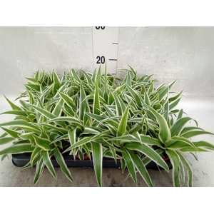 Chlorophytum com. 'Ocean'