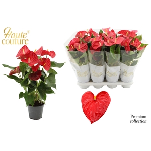 Anthurium 14 cm Casparo in Haute Couture sleeve