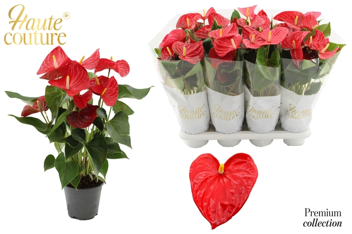 <h4>Anthurium 14 cm Casparo in Haute Couture sleeve</h4>
