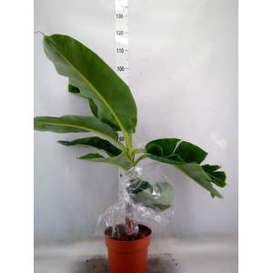 Musa  'Dwarf Cavendish'