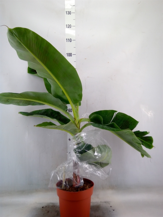 <h4>Musa  'Dwarf Cavendish'</h4>