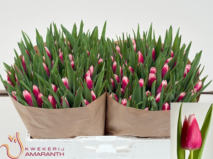 <h4>TU EN LA MANCHA</h4>