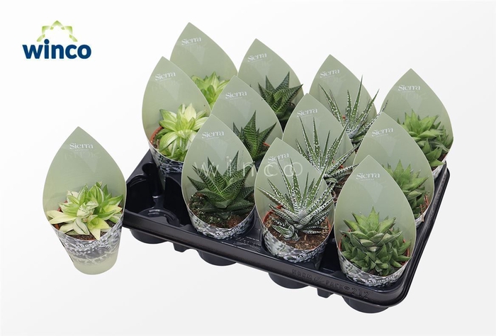 <h4>Haworthia Mix (4spc.) (sierra) Sierra Collection</h4>