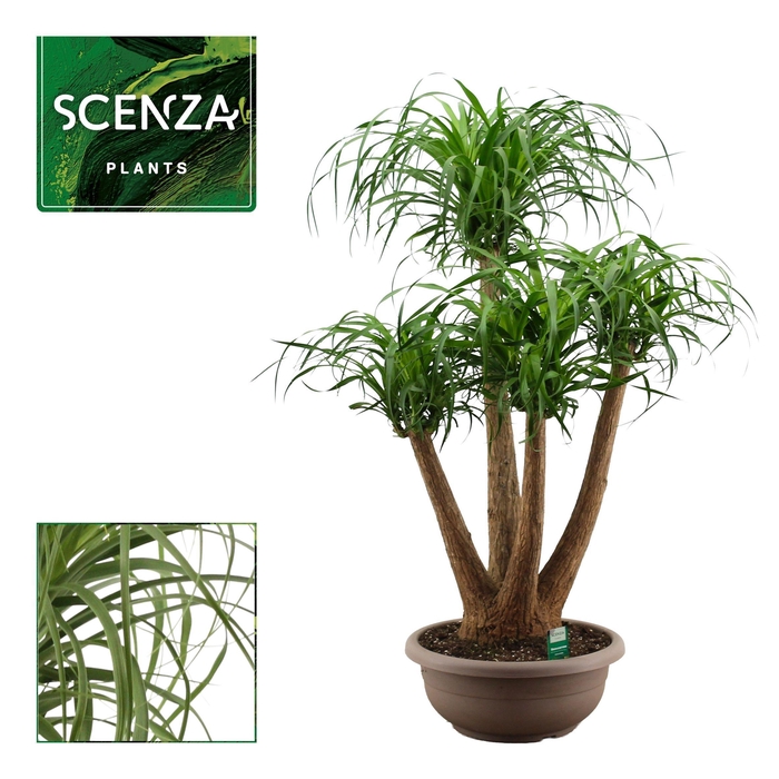 <h4>Beaucarnea vertakt compact 45 cm (Scenza)</h4>