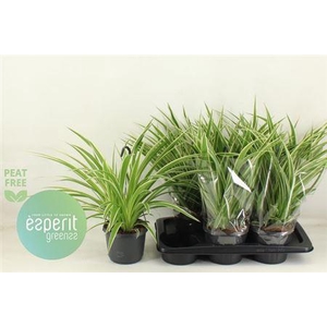 Chlor Com Variegatum