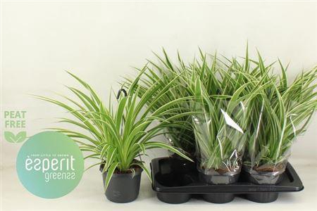 <h4>Chlor Com Variegatum</h4>