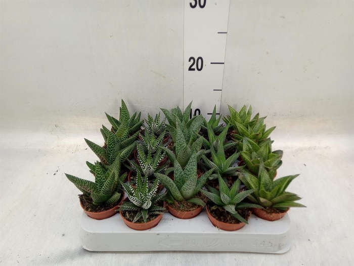 <h4>Aloe ...mix</h4>