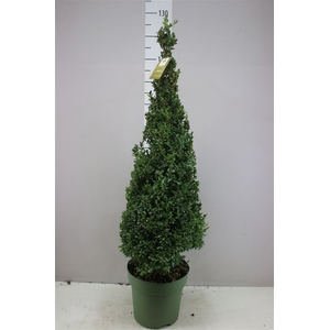 Buxus Semp X Piramide