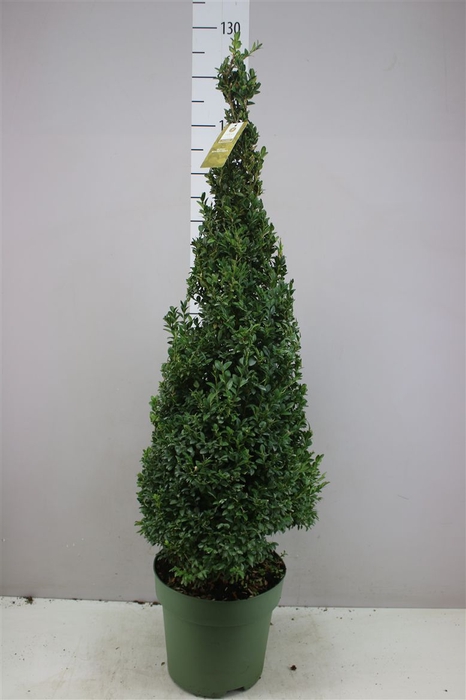 <h4>Buxus Semp X Piramide</h4>