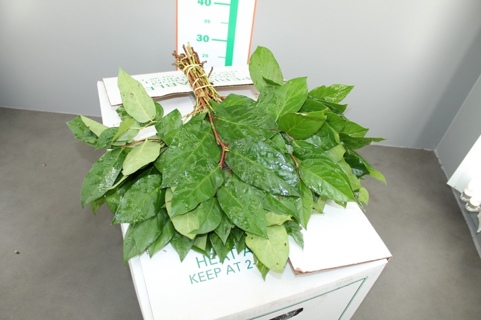 <h4>Salal Mini</h4>