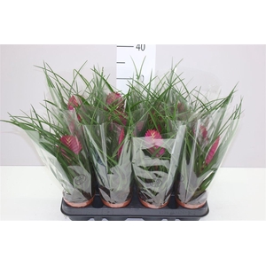 Tillandsia Cyanea A2