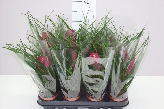 Tillandsia Cyanea A2