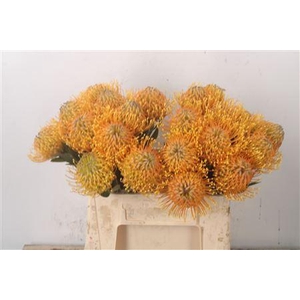 Leuco Hawaii Gold