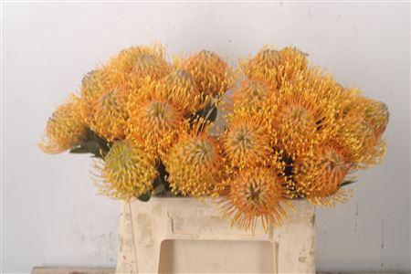 <h4>Leuco Hawaii Gold</h4>