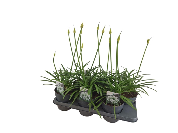 <h4>Agapanthus Charlotte</h4>