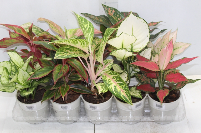 <h4>AGLAONEMA VARIADA P12</h4>