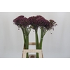 Allium  'Miami'