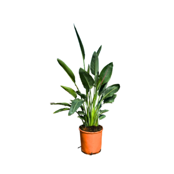 <h4>Strelitzia reginae</h4>