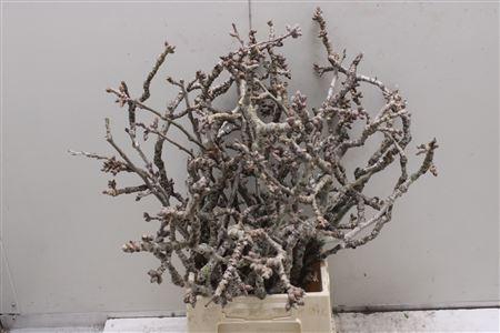 <h4>Peuplier Extra</h4>