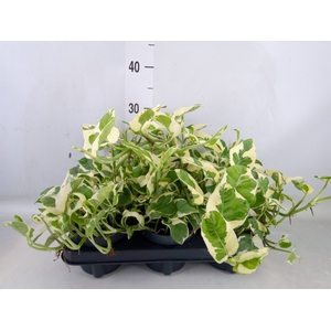Epipremnum pinn. 'NJoy'