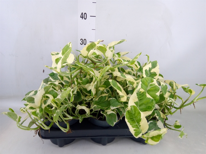 <h4>Epipremnum pinn. 'NJoy'</h4>