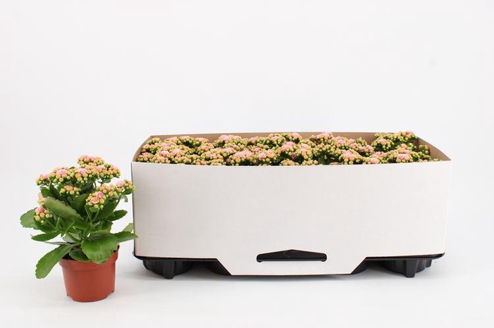 <h4>Kalanchoe Rosalina Don Alano</h4>